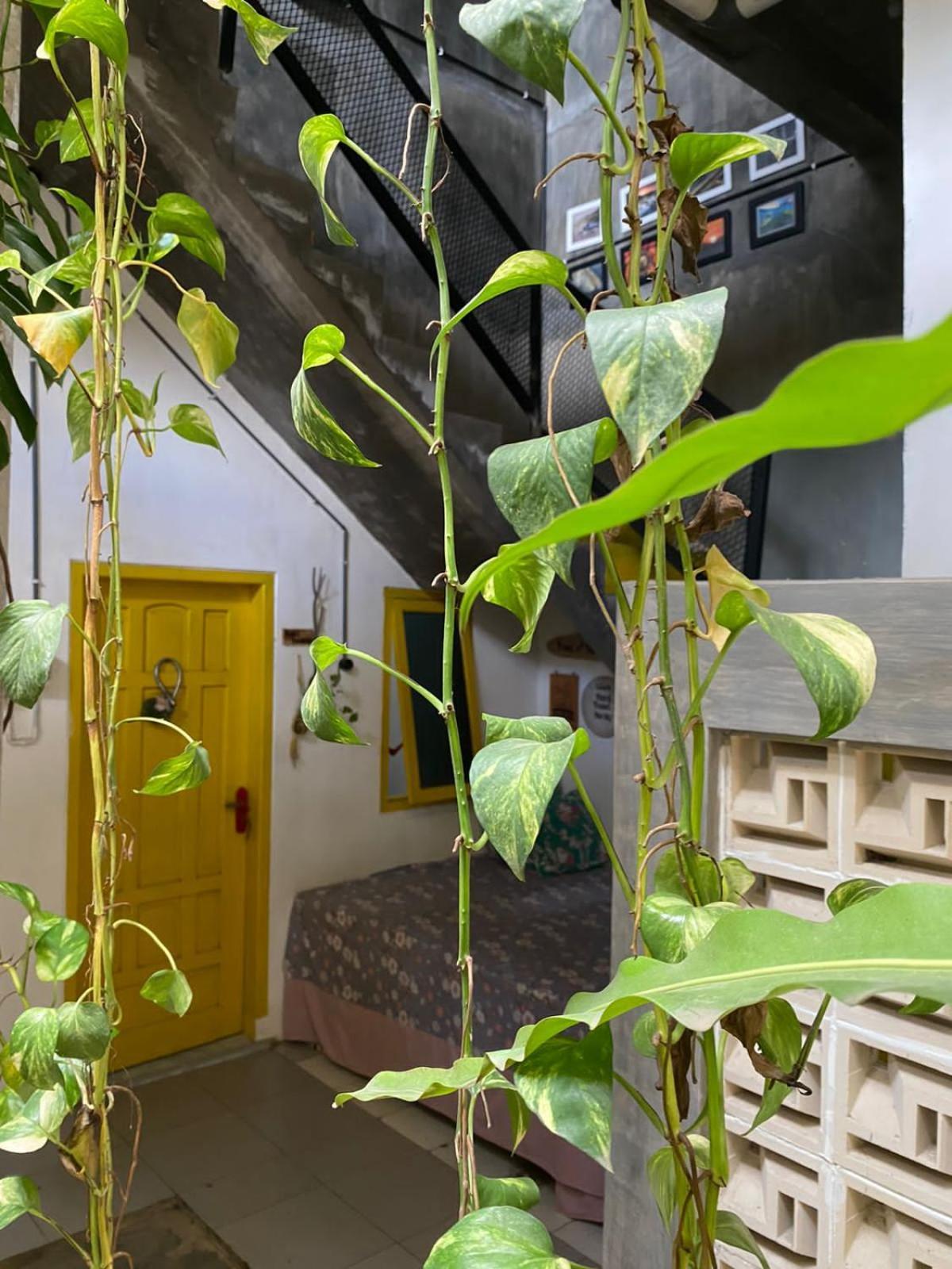 Banana Homestay Banyuwangi  Exterior foto